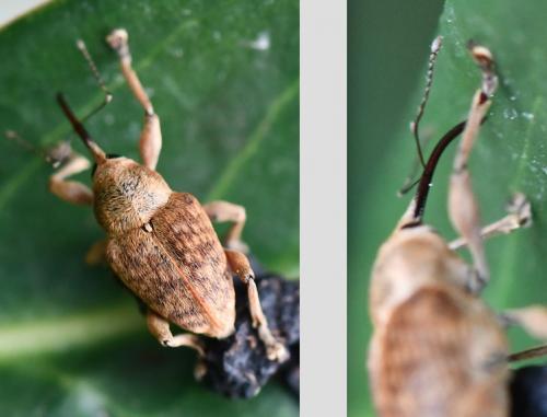 Réf. 280 929 : Curculio sp.